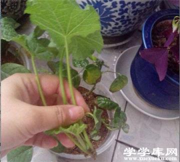蜀葵栽植 蜀葵栽植
