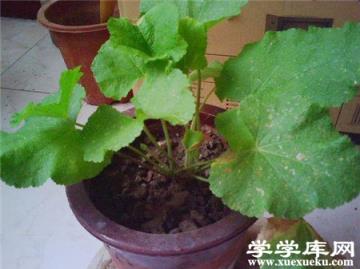 蜀葵移栽 蜀葵移栽