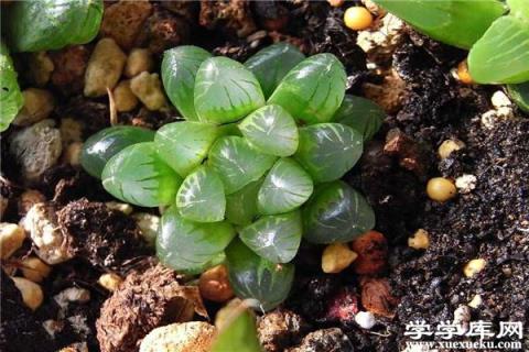 玉露有毒嗎，能在家里養嗎