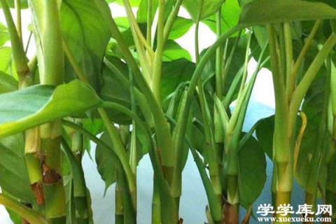 白掌爛根怎么辦