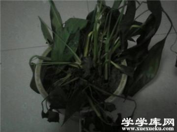 土培白掌爛根怎么辦？