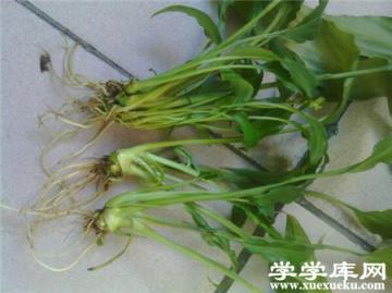 水培白掌爛根怎么辦？