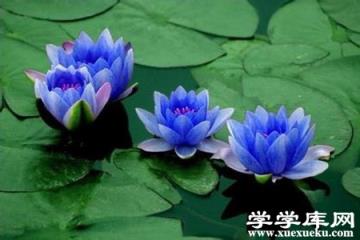 藍睡蓮的圖片