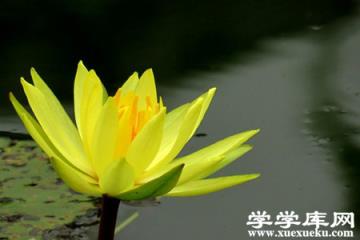黃睡蓮的圖片