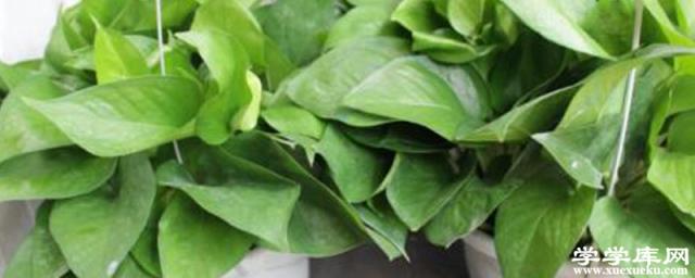 綠蘿為什么黃葉枯萎，葉子發黃怎么補救