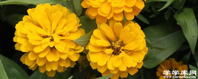 百日草的種類有哪些