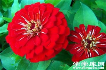 百日草常見盆栽品種:夢境 百日草常見盆栽品種:夢境