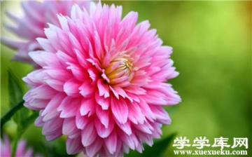 百日草常見盆栽品種:沖擊者 百日草常見盆栽品種:沖擊者