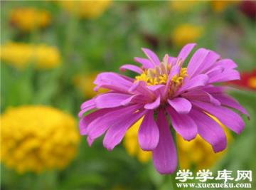 百日草常見盆栽品種:陽傘 百日草常見盆栽品種:陽傘