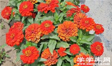 百日草常見盆栽品種:矮材 百日草常見盆栽品種:矮材