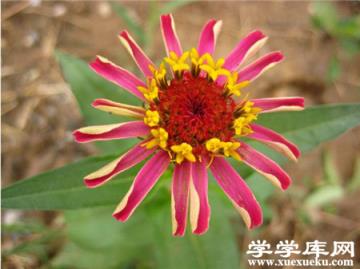 百日草常見盆栽品種:小百日草 百日草常見盆栽品種:小百日草