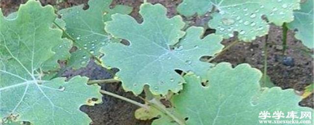 博落回的養殖方法和注意事項