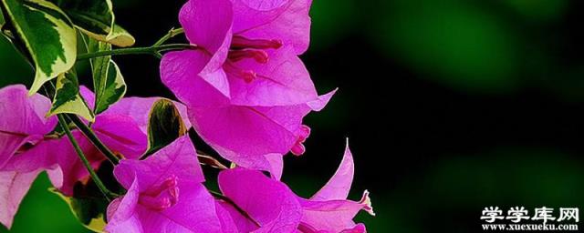 三角梅盆景制作方法