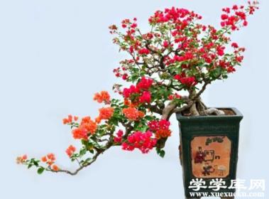 三角梅懸崖式盆景