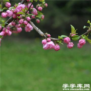 碧桃蟲害的防治 碧桃蟲害的防治