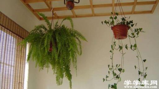 波斯頓蕨葉子干枯是怎么回事