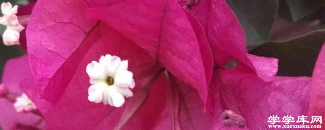 三角梅開花期間怎么施肥，施什么肥