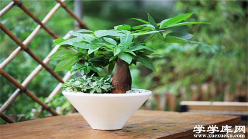 怎樣使發財樹葉子更綠