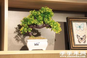 發財樹盆景 發財樹盆景