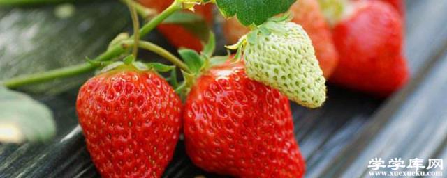 家庭無土栽培草莓怎么養
