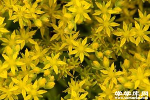 金葉佛甲草的養殖方法和注意事項