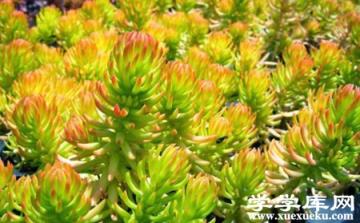 美麗的金葉佛甲草 美麗的金葉佛甲草