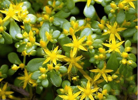 漂亮的金葉佛甲草 漂亮的金葉佛甲草