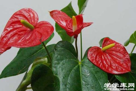 水培紅掌葉子發黑怎么辦 紅掌葉子發黑的整治方法