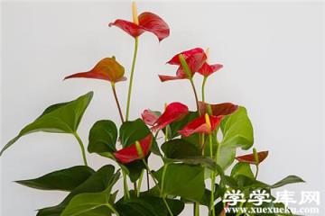 漂亮的紅掌 漂亮的紅掌