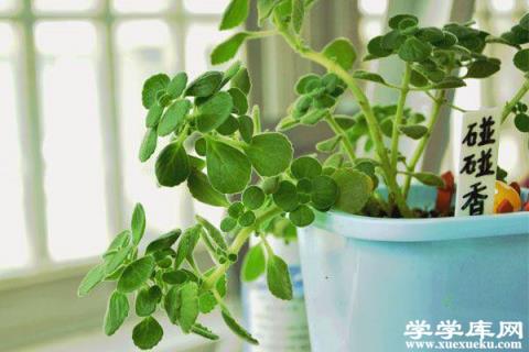 碰碰香長蚧殼蟲怎么辦