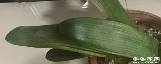 君子蘭的品種及圖片，是什么顏色的