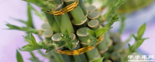 富貴竹除甲醛嗎