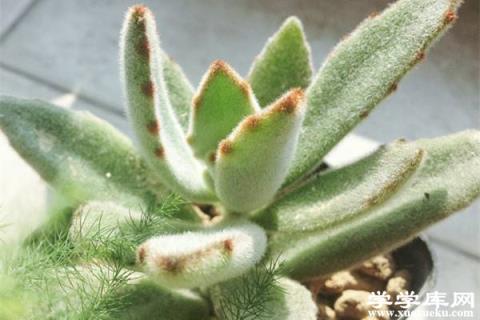 月兔耳掉葉子怎么辦