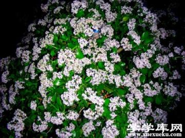 美麗的玉樹 美麗的玉樹