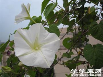 月光花的花期 月光花的花期