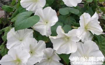 月光花的開花時間 月光花的開花時間