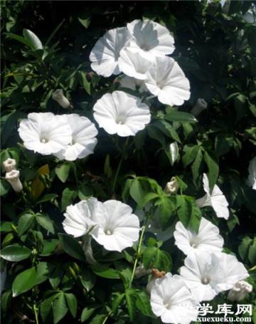 月光花開花什么樣子 月光花開花什么樣子