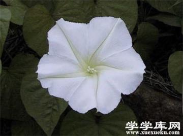 月光花開花什么樣子 月光花開花什么樣子