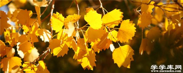 銀杏樹介紹，銀杏樹的價錢