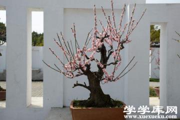 盆栽梅花 盆栽梅花