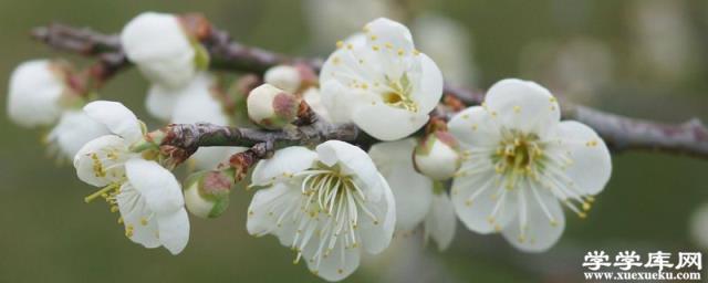 買回家的臘梅花怎么養，水培怎么養