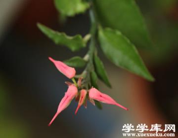 紅雀珊瑚的生活習性