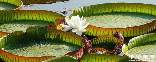 王蓮是水生植物還是陸生植物，可以坐多少斤的人