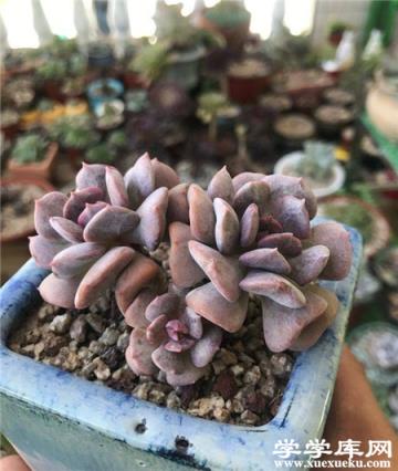 盆栽碧玉蓮 盆栽碧玉蓮