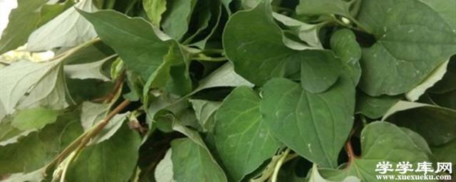 魚腥草的做法，魚腥草的味道大嗎