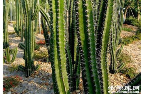 仙人掌真的能吸收輻射嗎