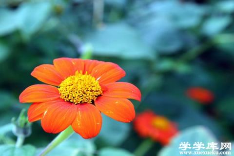 腫柄菊的功效與作用