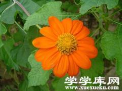 腫柄菊花朵 腫柄菊花朵