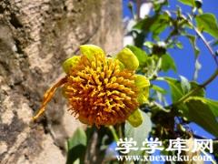 可愛的腫柄菊 可愛的腫柄菊