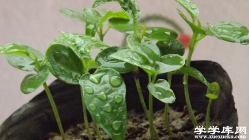 百香果籽怎么種小盆栽